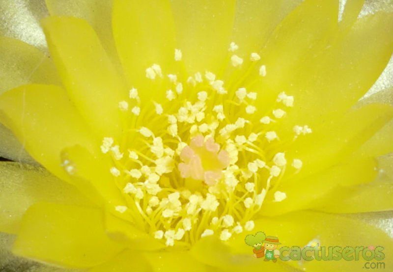 A photo of Parodia nigrispina