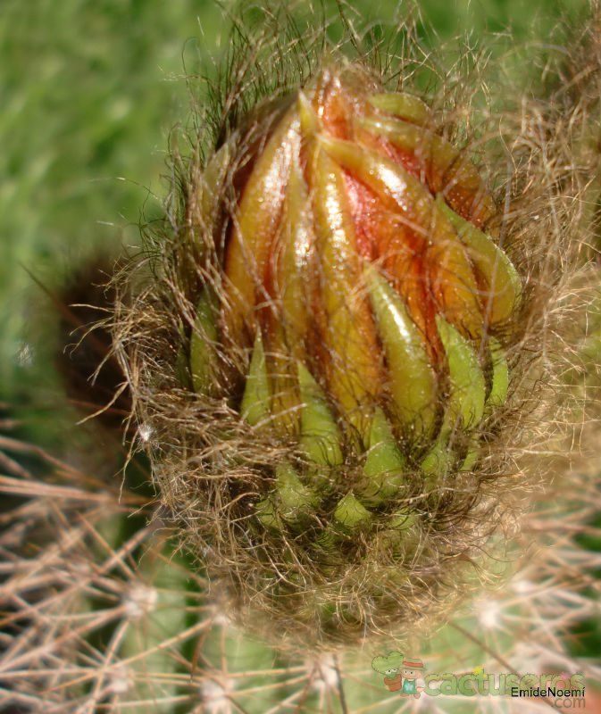 Una foto de Echinopsis tarijensis