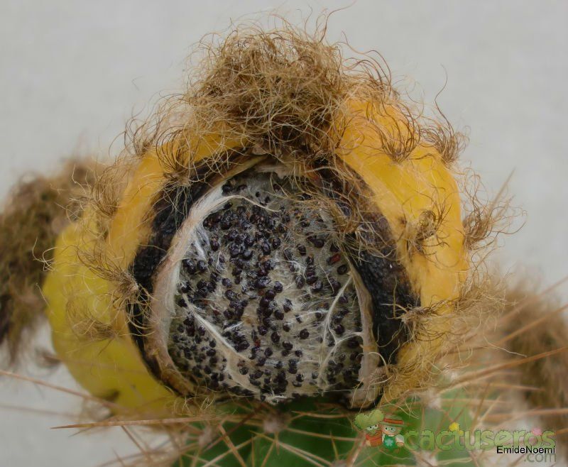 A photo of Echinopsis tarijensis