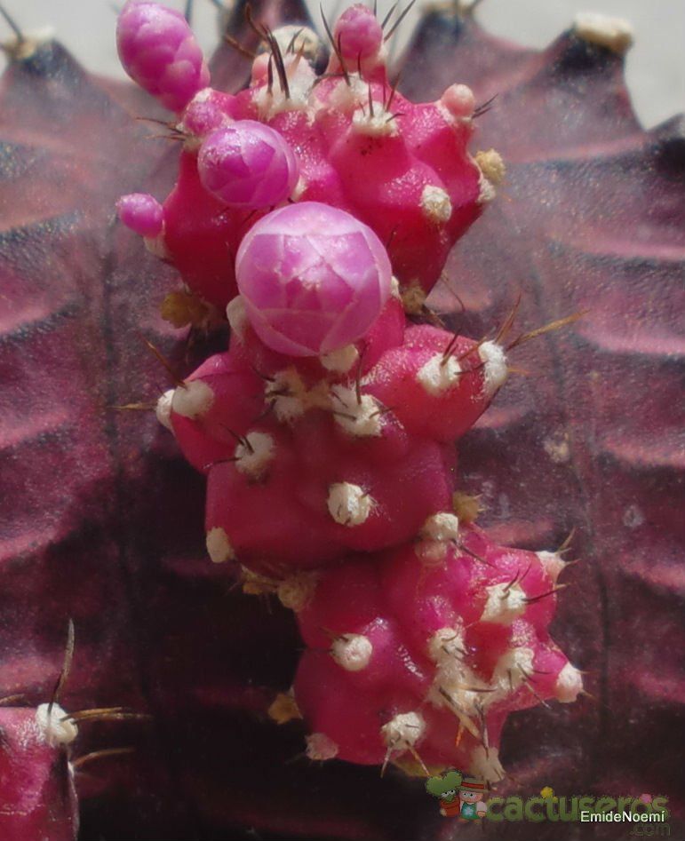 Una foto de Gymnocalycium mihanovichii cv. hibotan