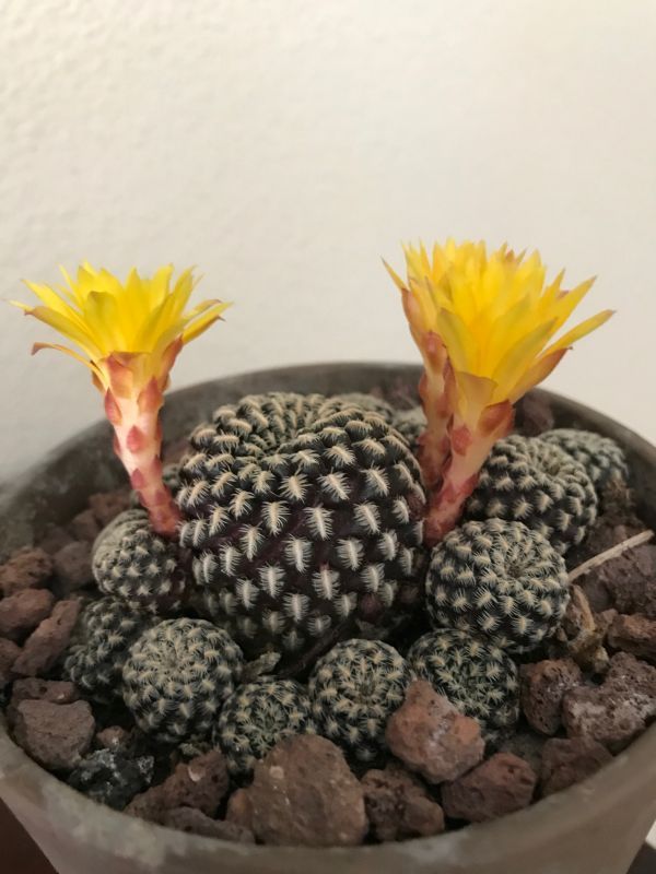 Una foto de Sulcorebutia langeri