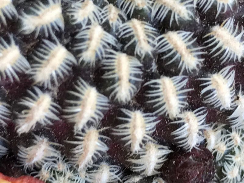 Una foto de Sulcorebutia langeri