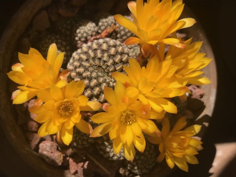 Una foto de Sulcorebutia langeri