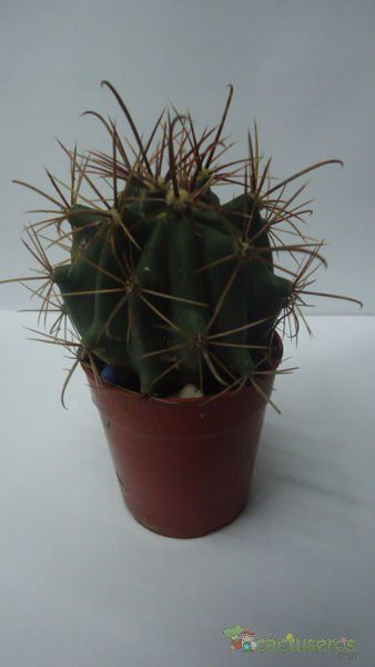 Una foto de Ferocactus cylindraceus subsp. tortulispinus