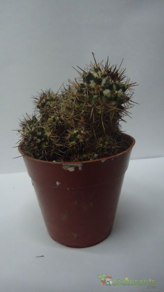 Una foto de Mammillaria voburnensis ssp. voburnensis