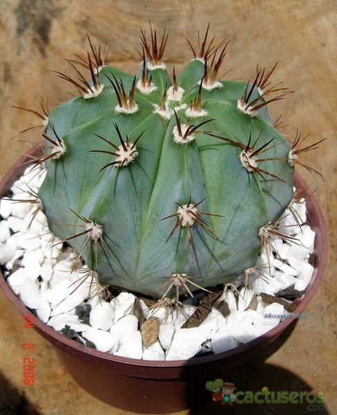 A photo of Melocactus azureus