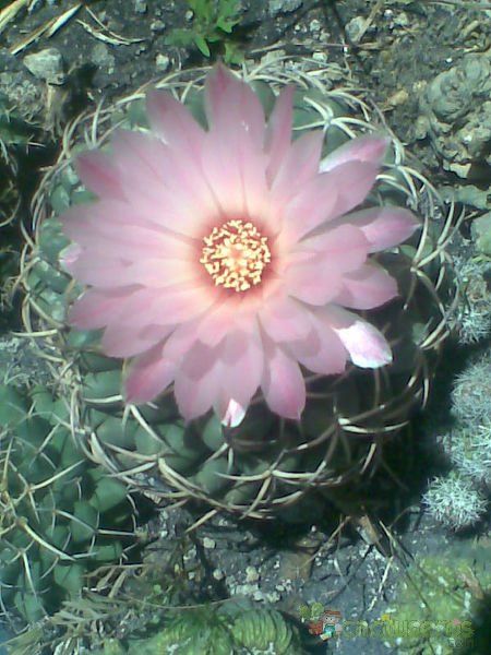 A photo of Coryphantha elephantidens