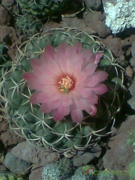 A photo of Coryphantha elephantidens