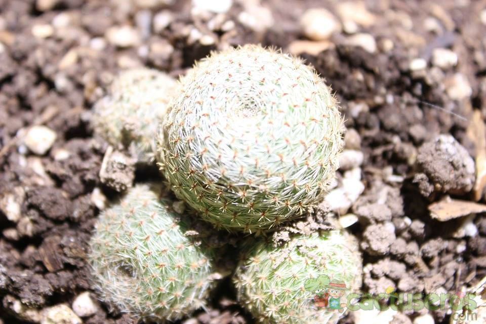 Una foto de Rebutia heliosa x pulvinosa cv. sunrise (HIBRIDO)