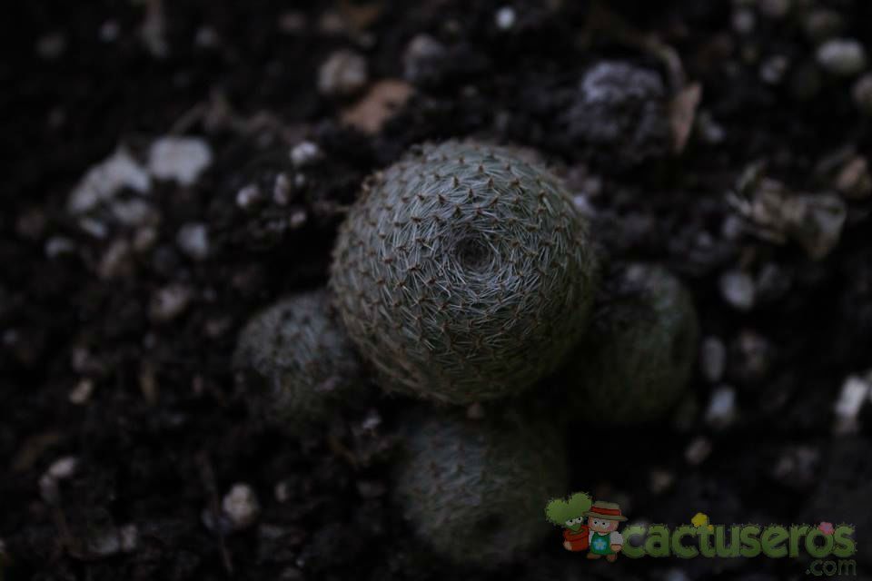 Una foto de Rebutia heliosa x pulvinosa cv. sunrise (HIBRIDO)