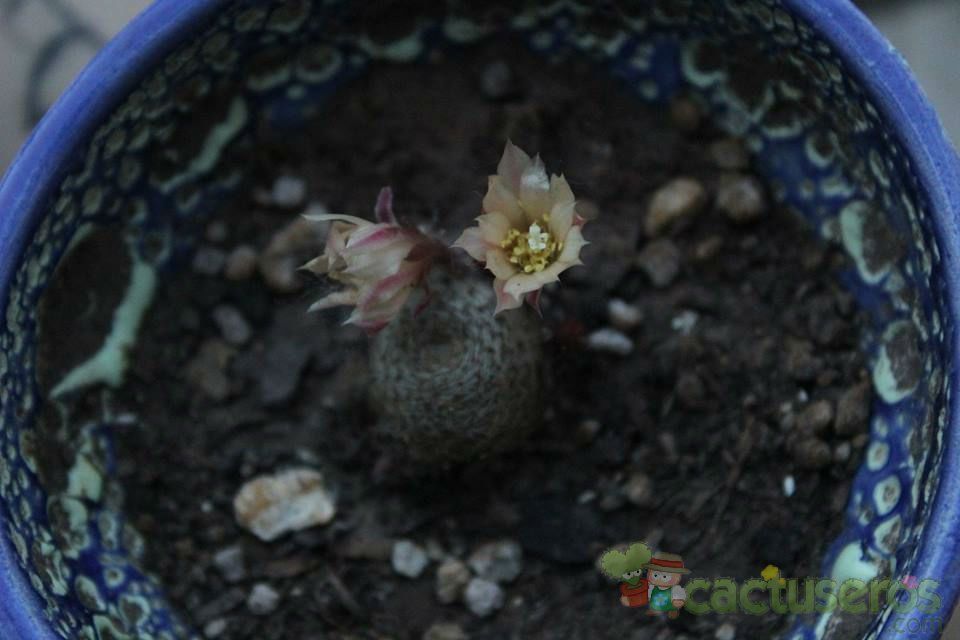 Una foto de Rebutia heliosa x pulvinosa cv. sunrise (HIBRIDO)