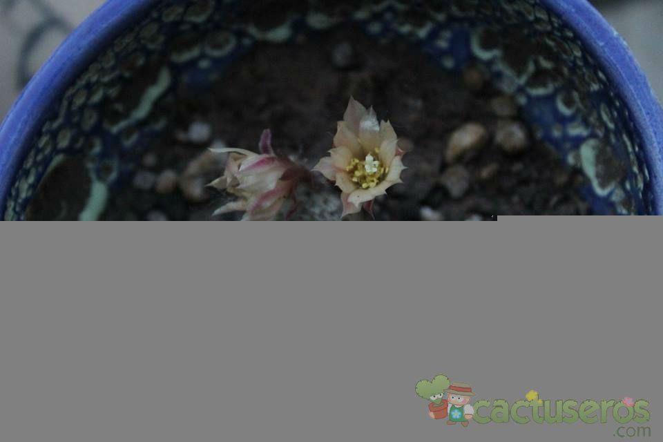 Una foto de Rebutia heliosa x pulvinosa cv. sunrise (HIBRIDO)