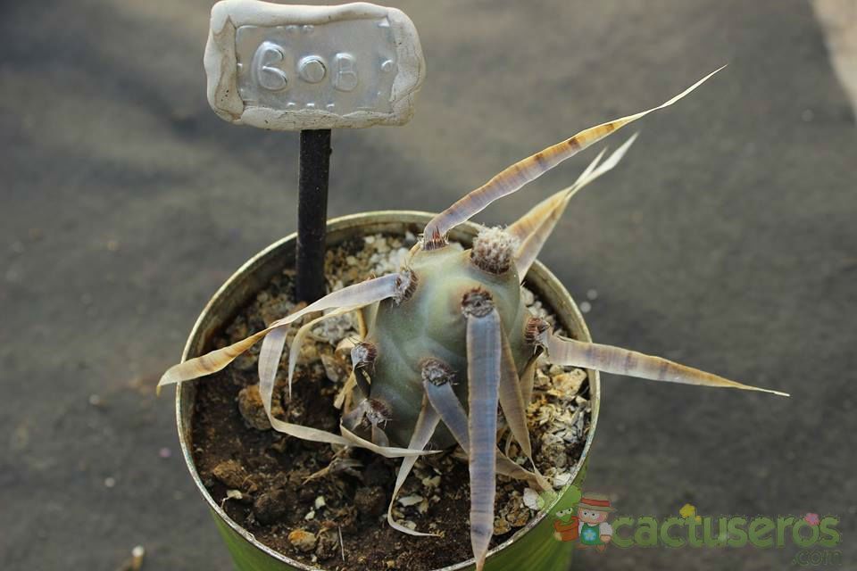 A photo of Tephrocactus articulatus fma. papyracanthus