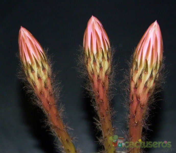 A photo of Echinopsis tubiflora