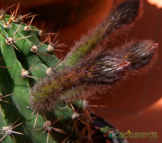 A photo of Echinopsis tubiflora