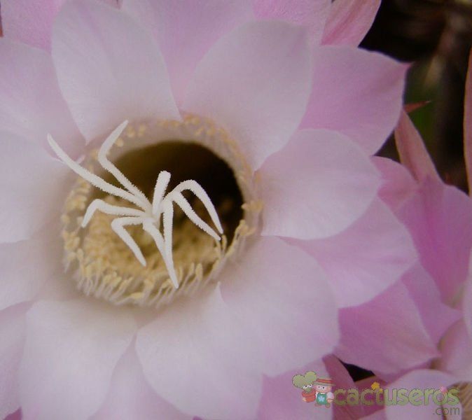 Una foto de Echinopsis tubiflora