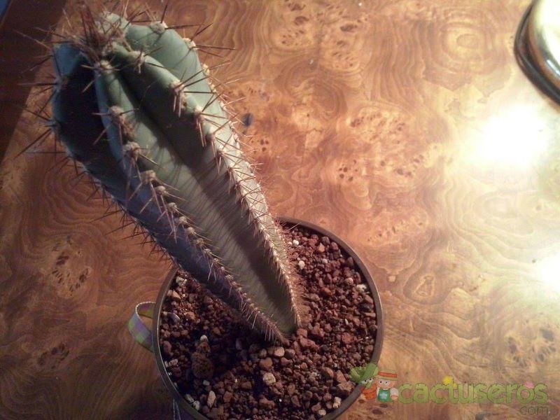 A photo of Pilosocereus pachycladus