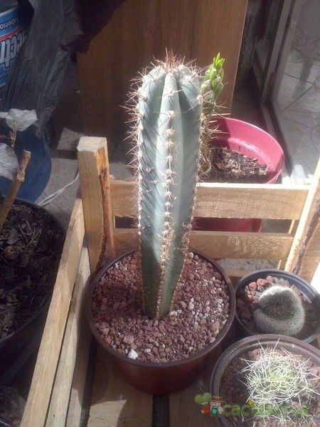 A photo of Pilosocereus pachycladus