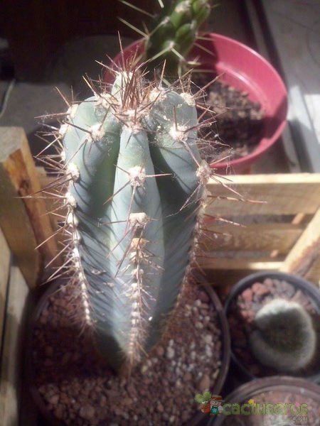 A photo of Pilosocereus pachycladus