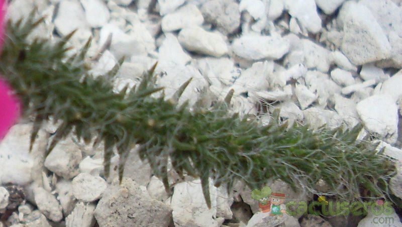 Una foto de Portulaca elatior