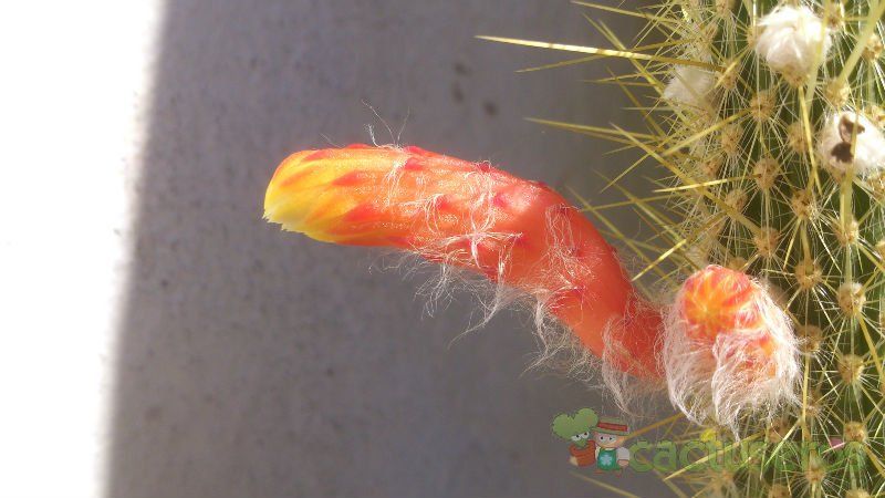 A photo of Cleistocactus baumannii