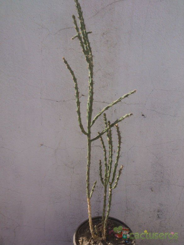 A photo of Cylindropuntia leptocaulis