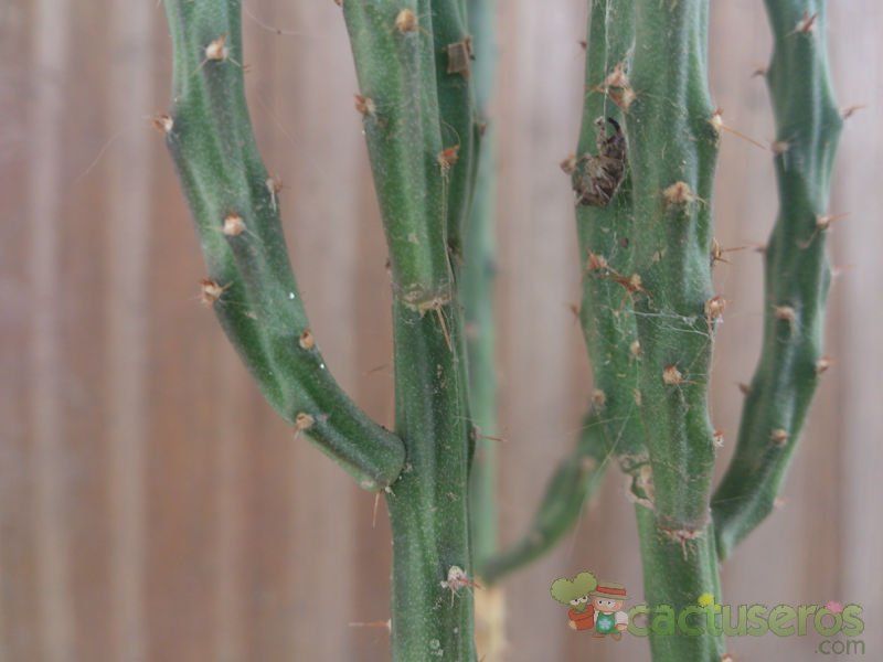 Una foto de Cylindropuntia leptocaulis