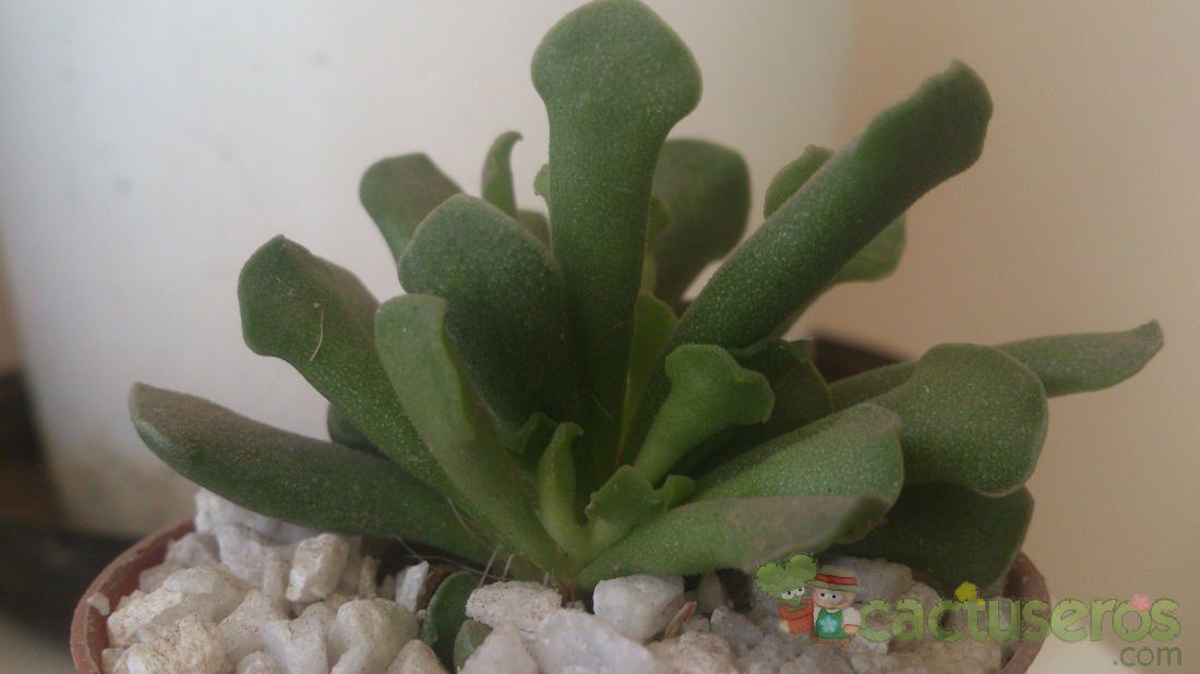 Una foto de Adromischus cristatus var. clavifolius