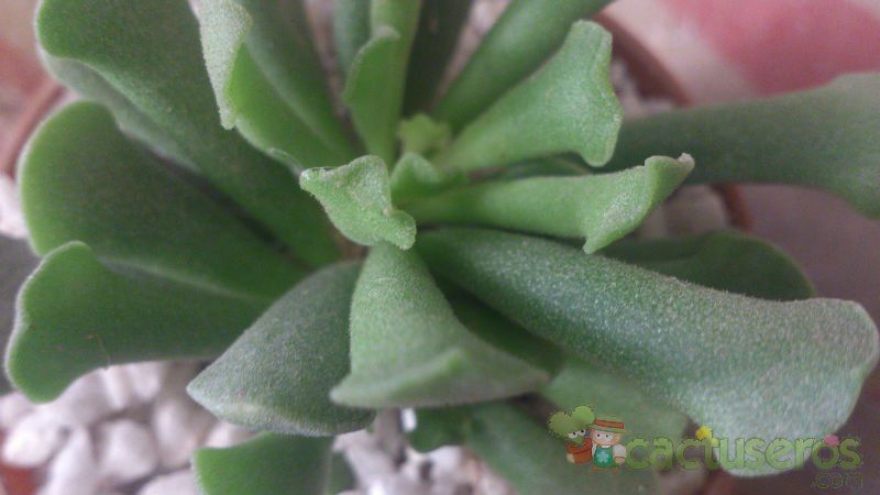 Una foto de Adromischus cristatus var. clavifolius