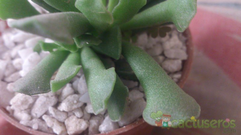 Una foto de Adromischus cristatus var. clavifolius