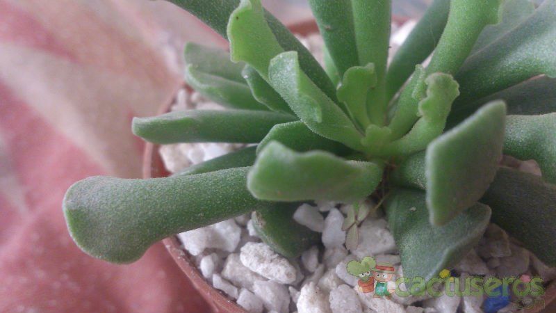 Una foto de Adromischus cristatus var. clavifolius