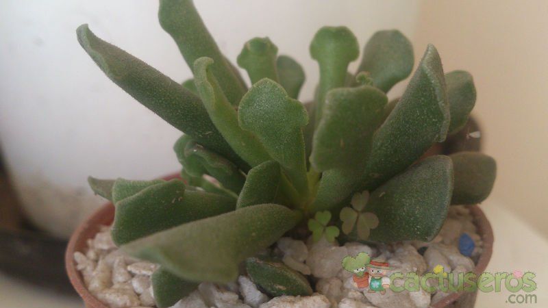 Una foto de Adromischus cristatus var. clavifolius