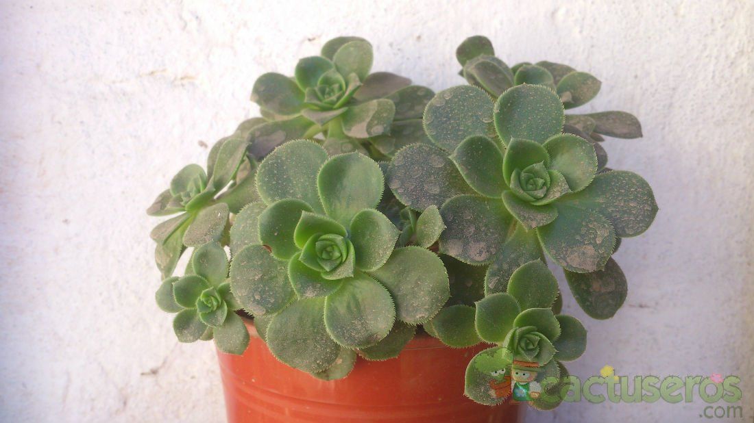 A photo of Aeonium haworthii