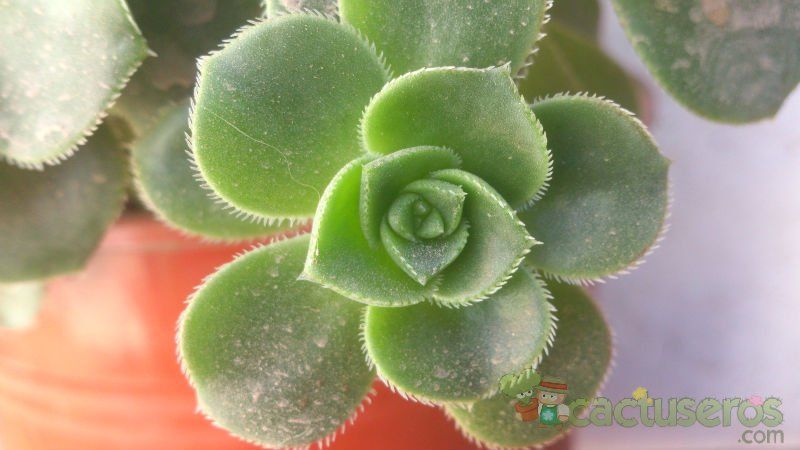 A photo of Aeonium haworthii