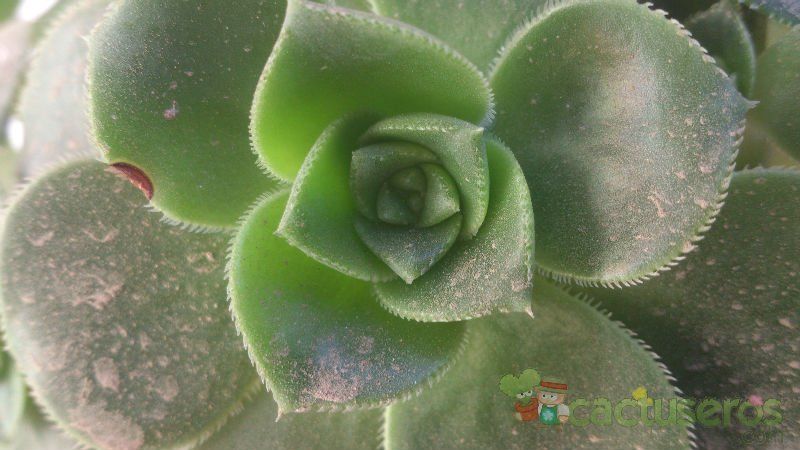 A photo of Aeonium haworthii