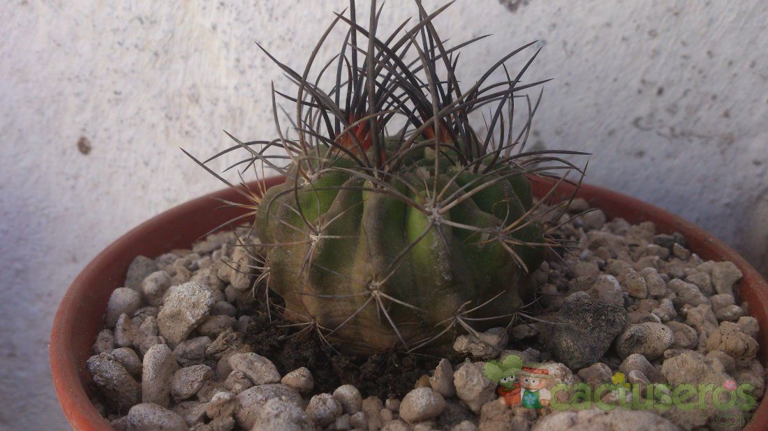 Una foto de Eriosyce subgibbosa ssp. clavata