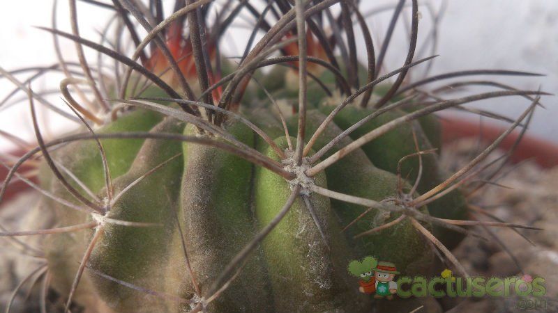 Una foto de Eriosyce subgibbosa ssp. clavata