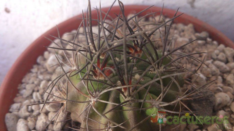 Una foto de Eriosyce subgibbosa ssp. clavata