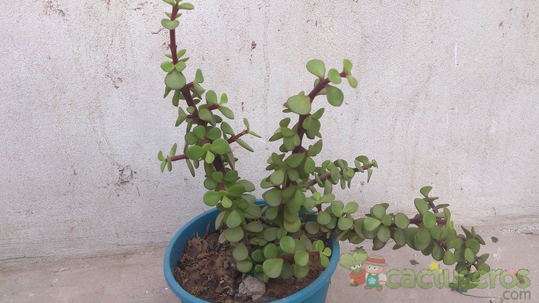 A photo of Portulacaria afra