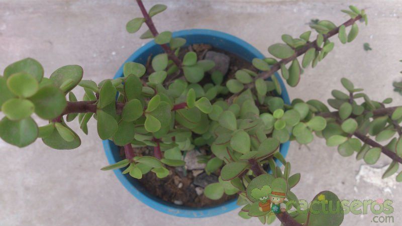 A photo of Portulacaria afra