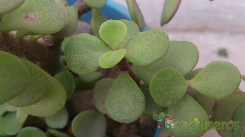 A photo of Portulacaria afra