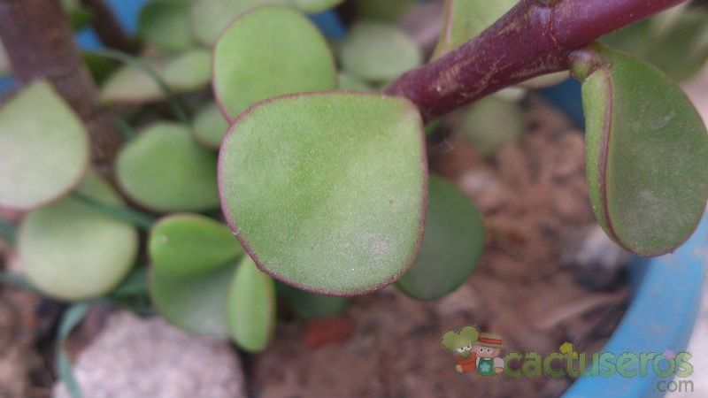 A photo of Portulacaria afra