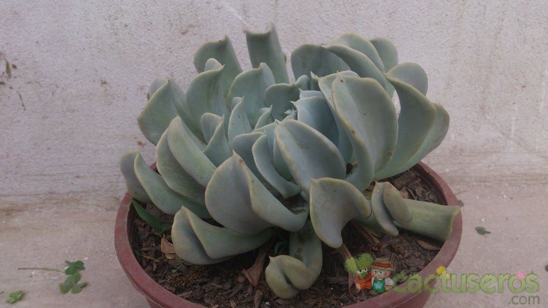 A photo of Echeveria runyonii cv. Topsy turvy 