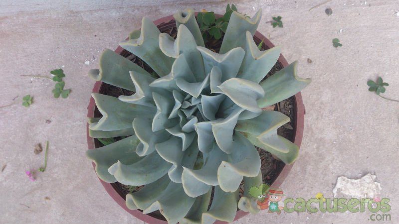 A photo of Echeveria runyonii cv. Topsy turvy 