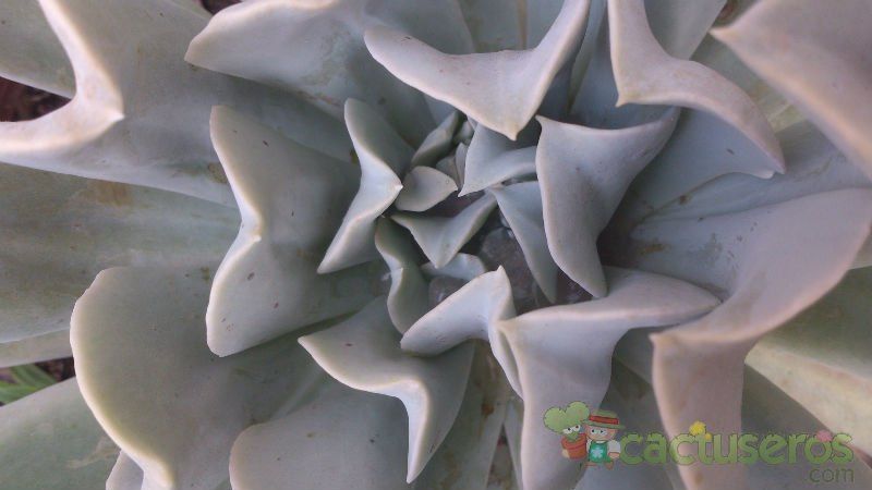 A photo of Echeveria runyonii cv. Topsy turvy 