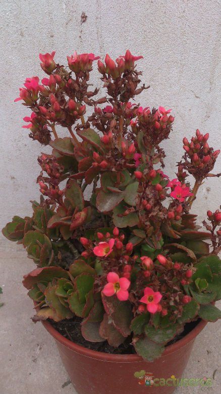 A photo of Kalanchoe blossfeldiana