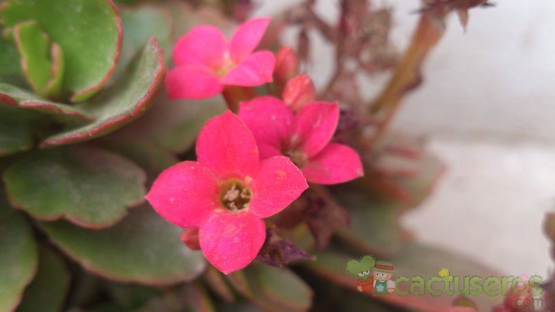 A photo of Kalanchoe blossfeldiana