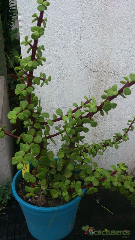 A photo of Portulacaria afra