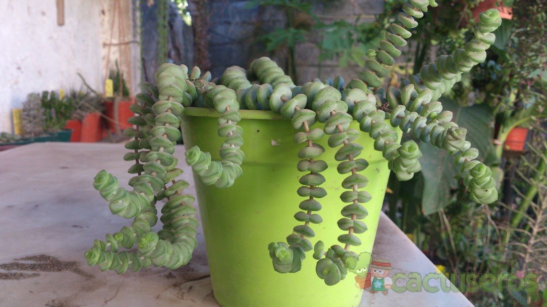 A photo of Crassula rupestris ssp. marnieriana