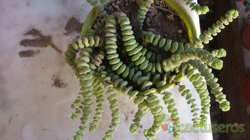 A photo of Crassula rupestris ssp. marnieriana
